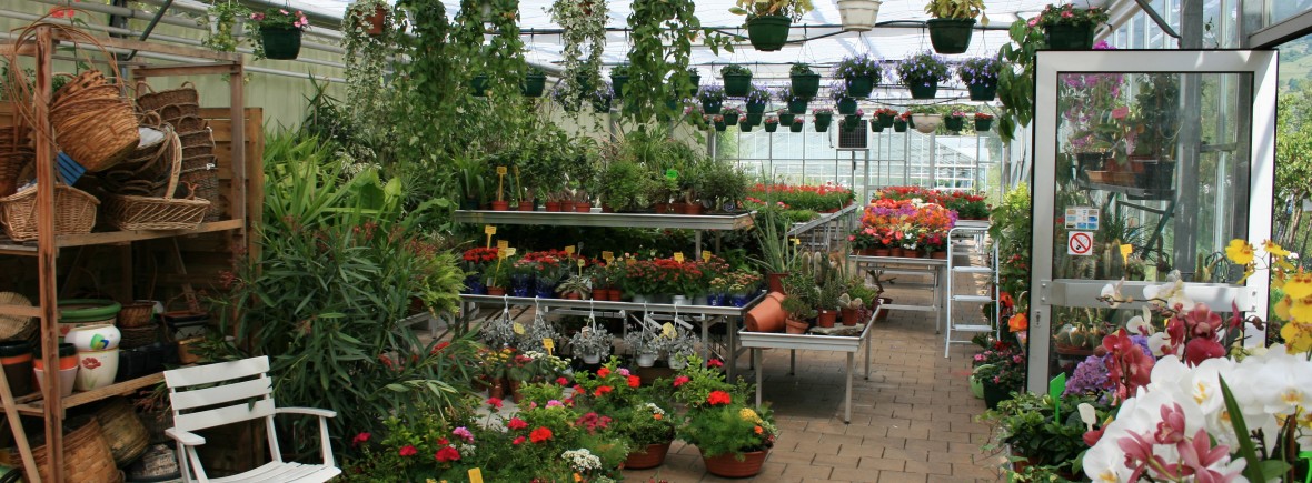 Plantes et fleurs d'interieur