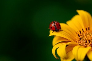 ladybug-3475779_640